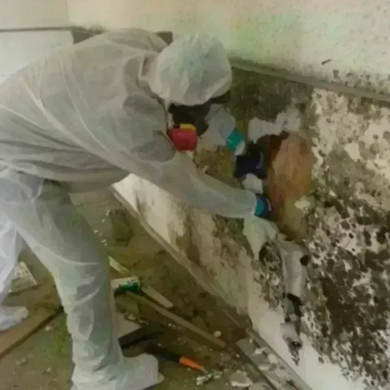 Mold Remediation and Removal in Marion, TX